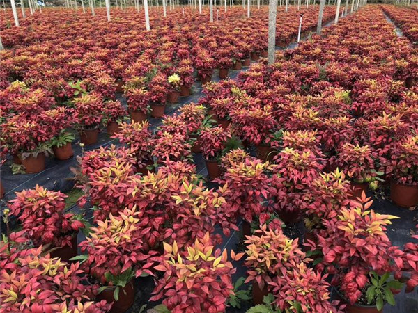 南天竹圖片 南天竹圖片