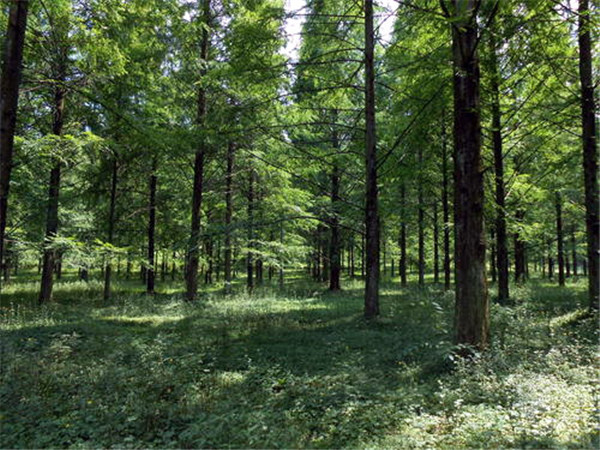 水杉圖片 水杉圖片