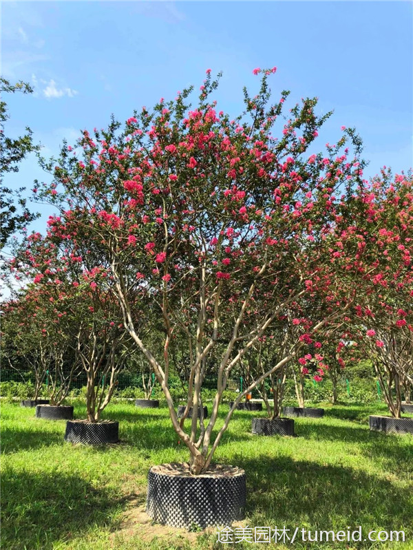 叢生紫薇圖片 叢生紫薇圖片