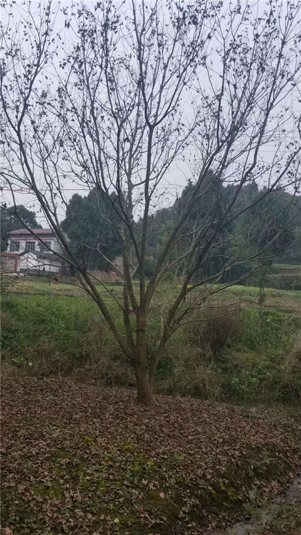 元寶楓圖片 元寶楓圖片