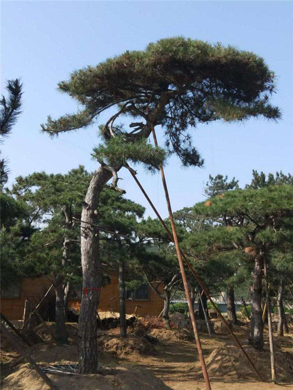 松樹圖片 松樹圖片