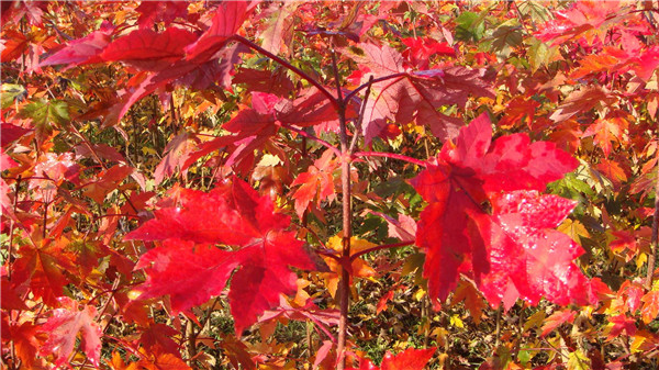 美國紅楓圖片 美國紅楓圖片