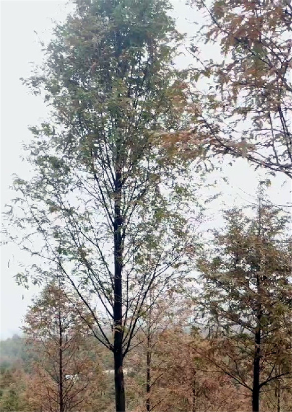 水杉圖片 水杉圖片