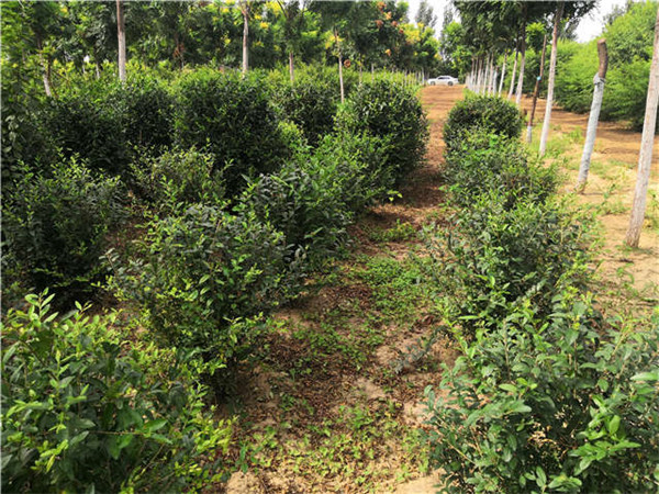 水臘圖片 水臘圖片