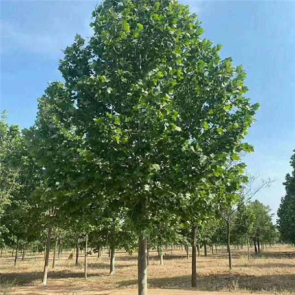 法國梧桐圖片 法國梧桐圖片