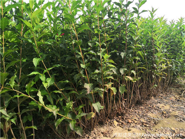 紅王子錦帶圖片 紅王子錦帶圖片