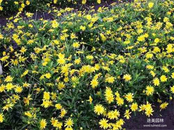 木春菊圖片 木春菊圖片