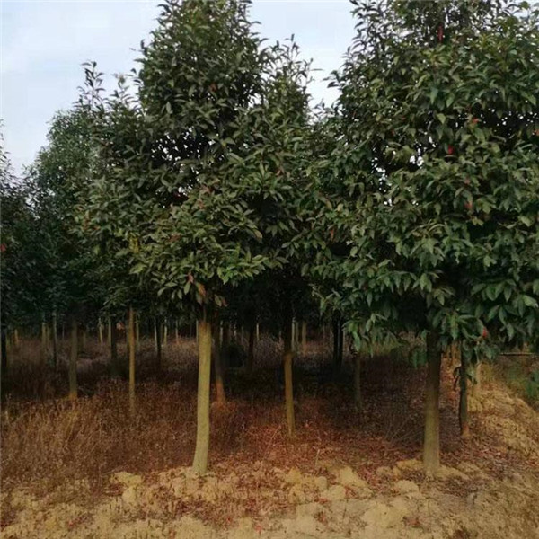 杜英圖片 杜英圖片