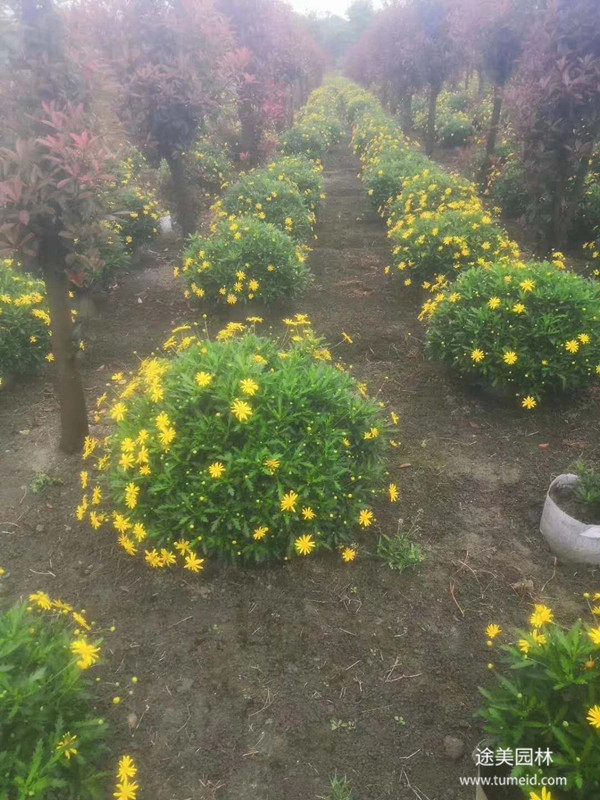 木春菊圖片 木春菊圖片