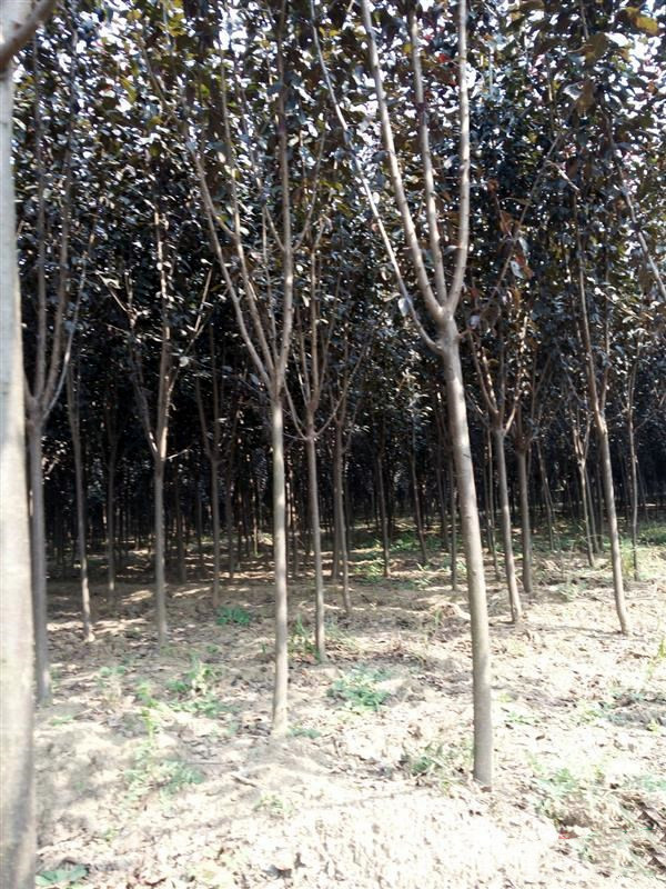 紅葉李圖片 紅葉李圖片