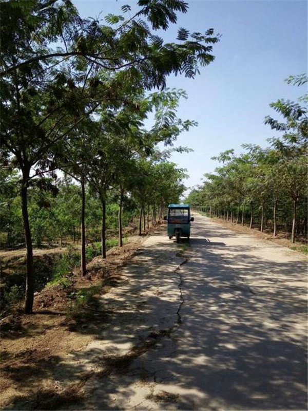 合歡樹圖片 合歡樹圖片