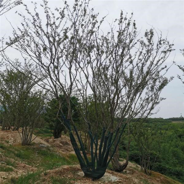 叢生樸樹圖片 叢生樸樹圖片