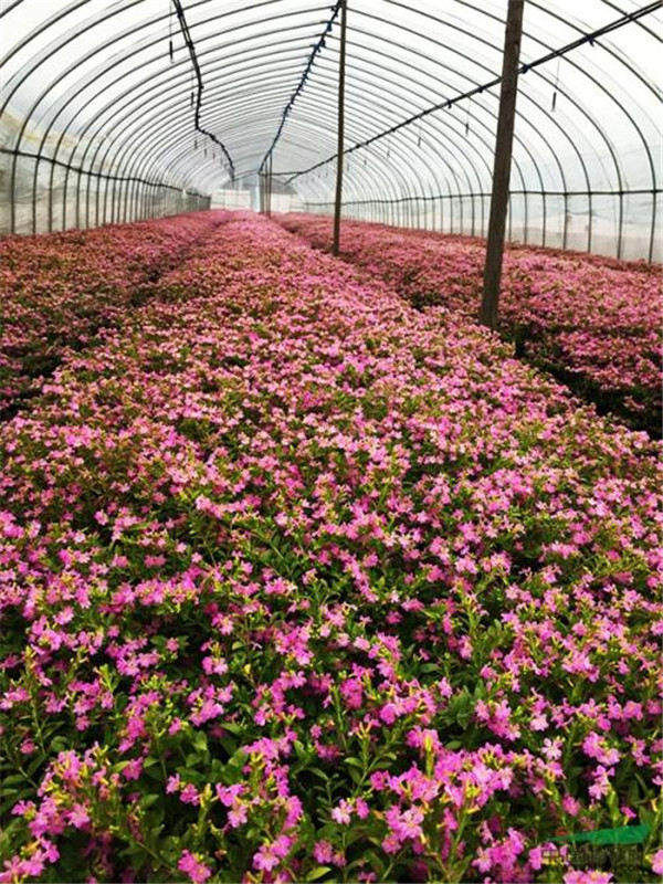 滿天星圖片 滿天星圖片