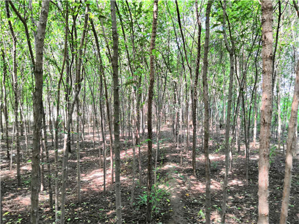 白榆圖片 白榆圖片