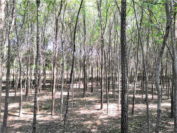 白榆圖片 白榆圖片