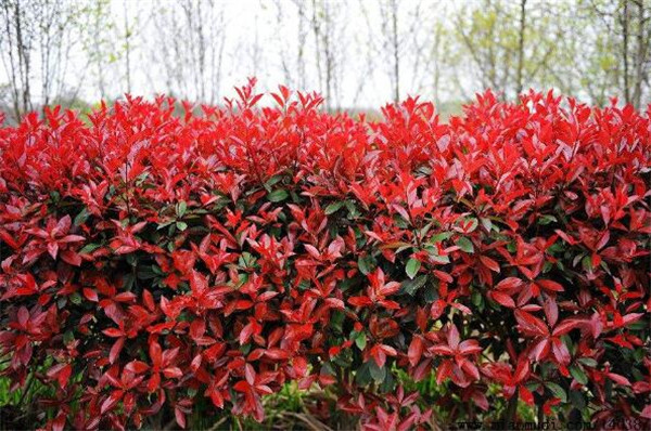 紅葉石楠圖片 紅葉石楠圖片