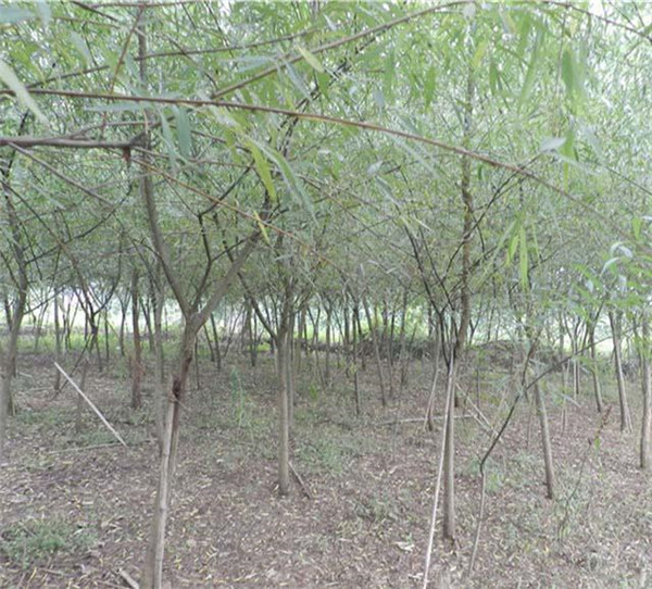 金絲柳圖片 金絲柳圖片