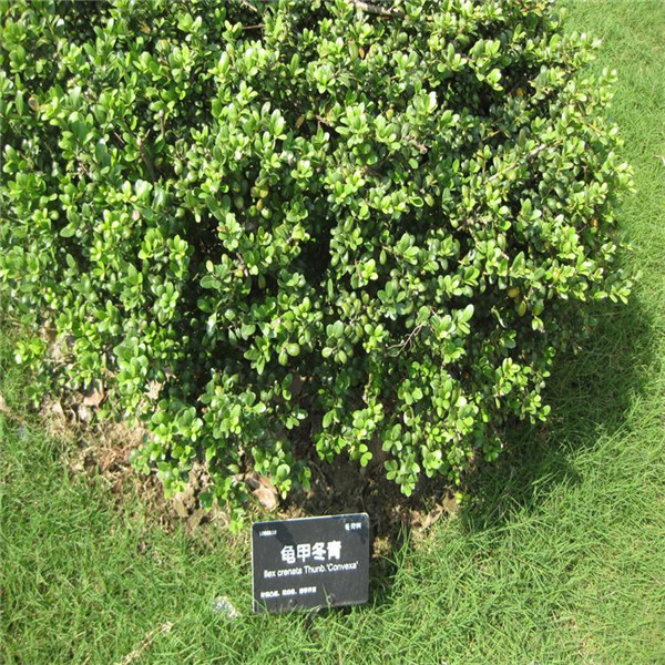 龜甲冬青圖片 龜甲冬青圖片