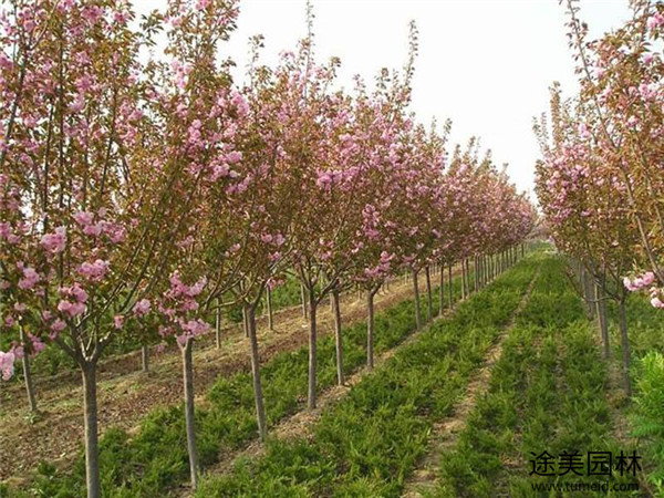 櫻花樹圖片 櫻花樹圖片