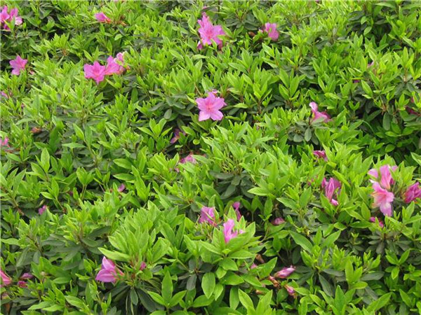 春鵑圖片 春鵑圖片