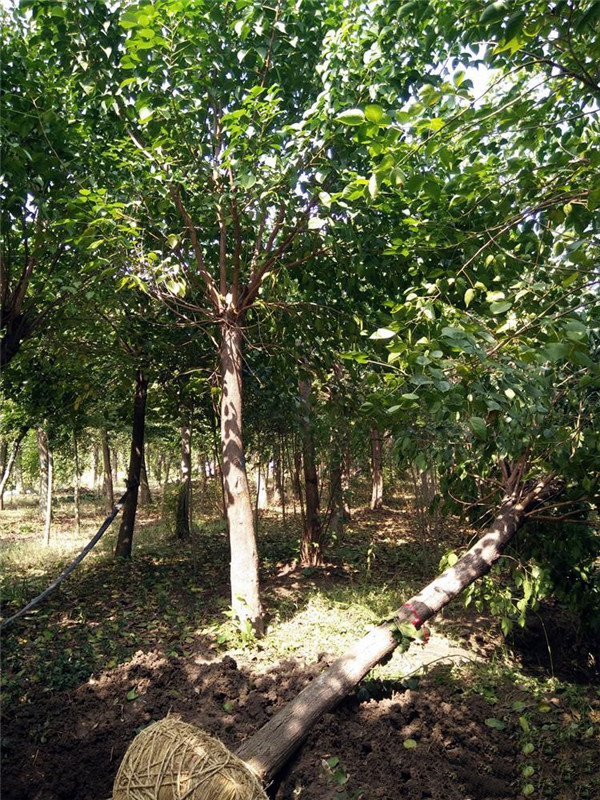 重陽(yáng)木圖片 重陽(yáng)木圖片