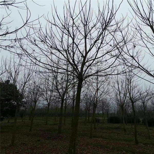 重陽(yáng)木圖片 重陽(yáng)木圖片