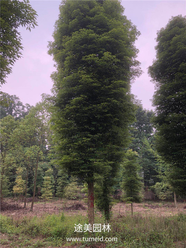 楨楠圖片 楨楠圖片