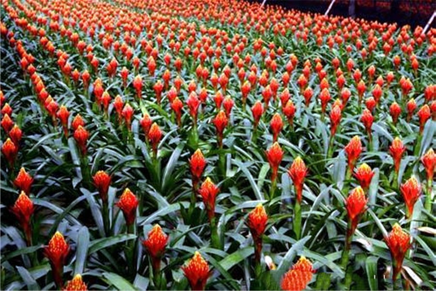 火炬樹(shù)圖片 火炬樹(shù)圖片