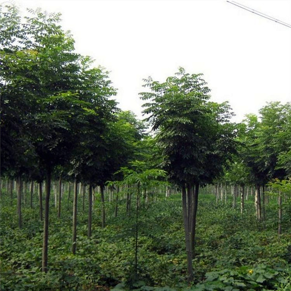 欒樹圖片 欒樹圖片