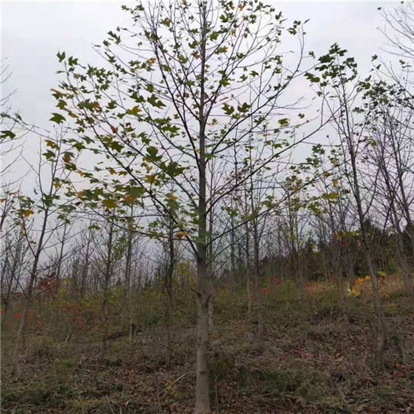 馬褂木圖片 馬褂木圖片