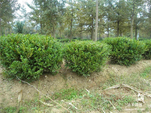 小葉黃楊圖片 小葉黃楊圖片