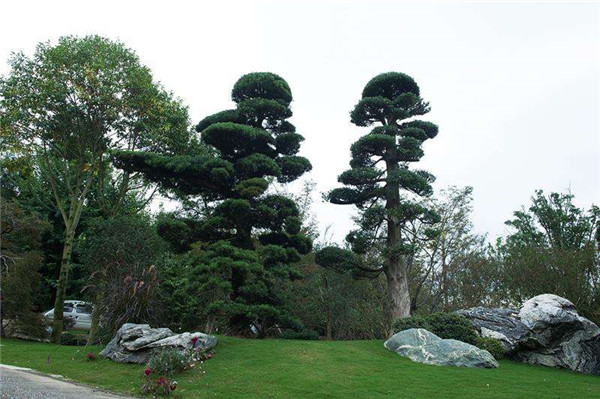 黑松圖片 黑松圖片