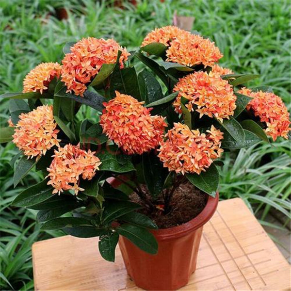 龍船花圖片 龍船花圖片