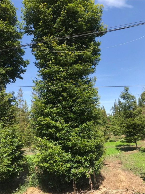 小葉楨楠圖片 小葉楨楠圖片