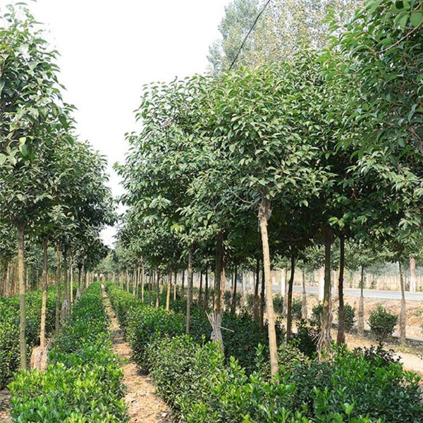 大葉女貞圖片 大葉女貞圖片