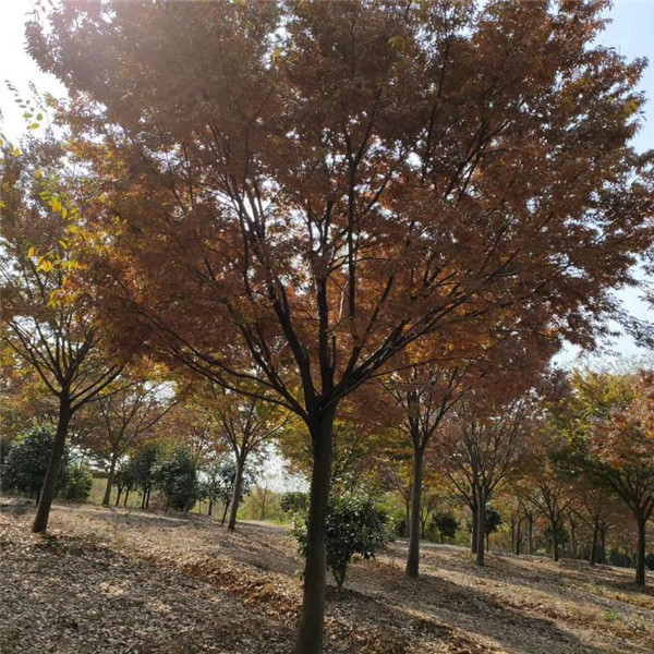 櫸樹(shù)圖片 櫸樹(shù)圖片