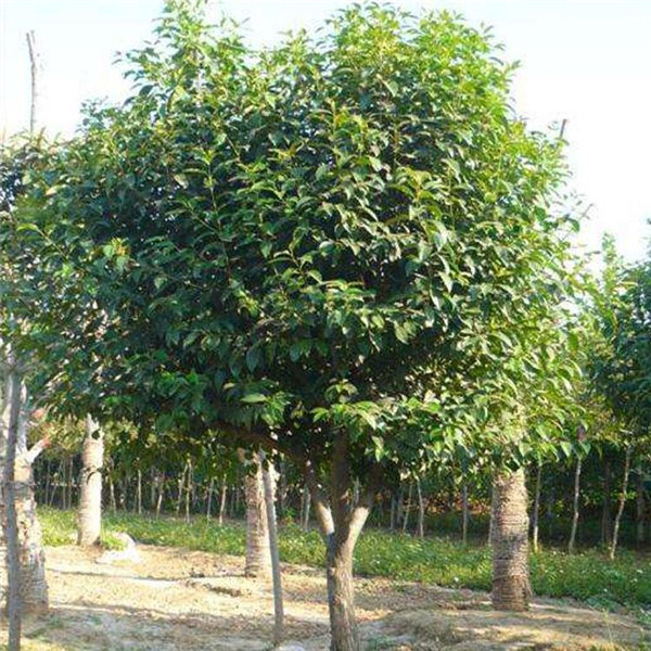 女貞圖片 女貞圖片