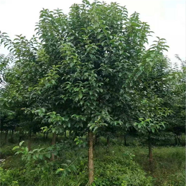 女貞圖片 女貞圖片