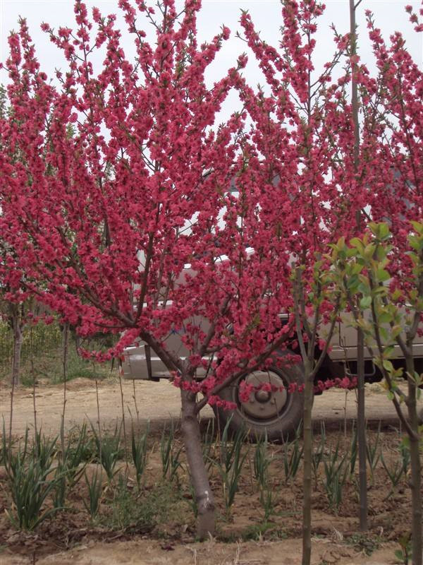 紅葉李圖片 紅葉李圖片