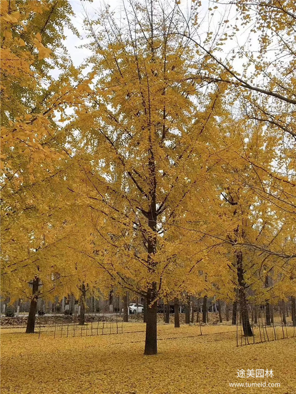 銀杏樹圖片