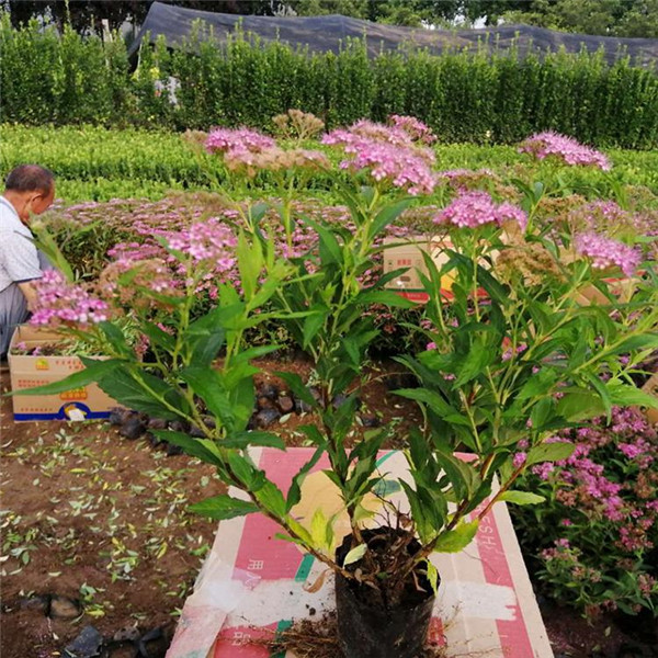 繡線菊圖片 繡線菊圖片