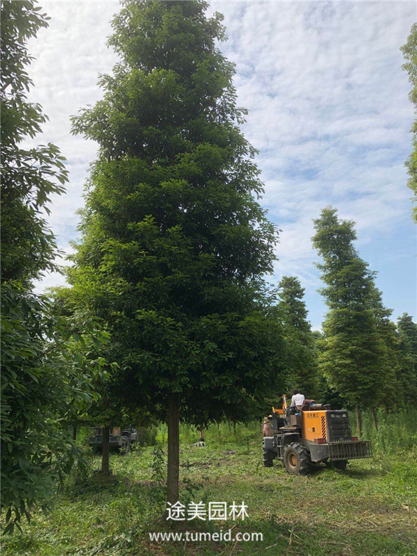 金絲楠圖片 金絲楠圖片
