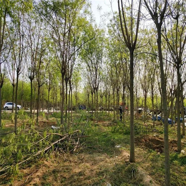 國槐圖片 國槐圖片