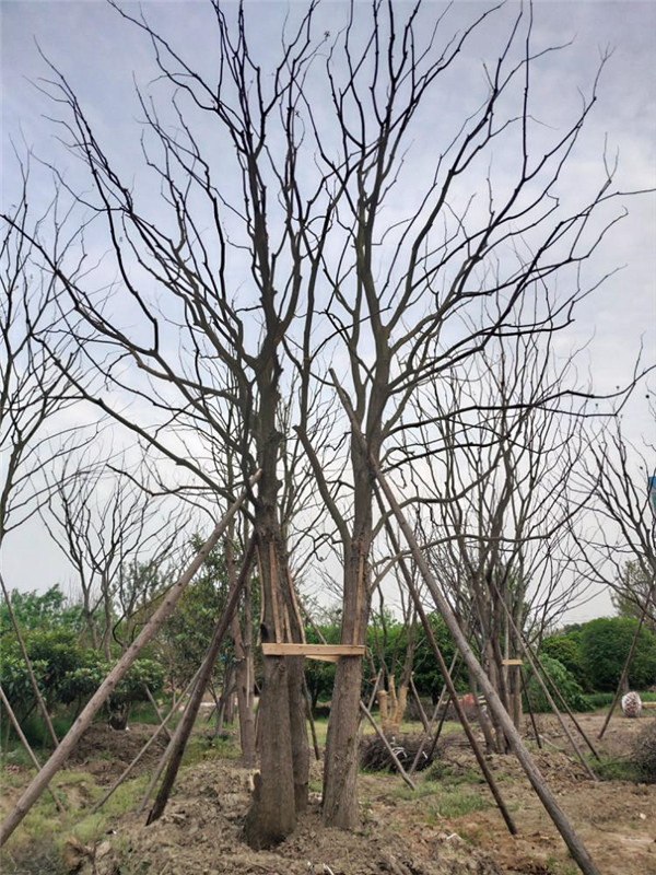 櫸樹圖片 櫸樹圖片