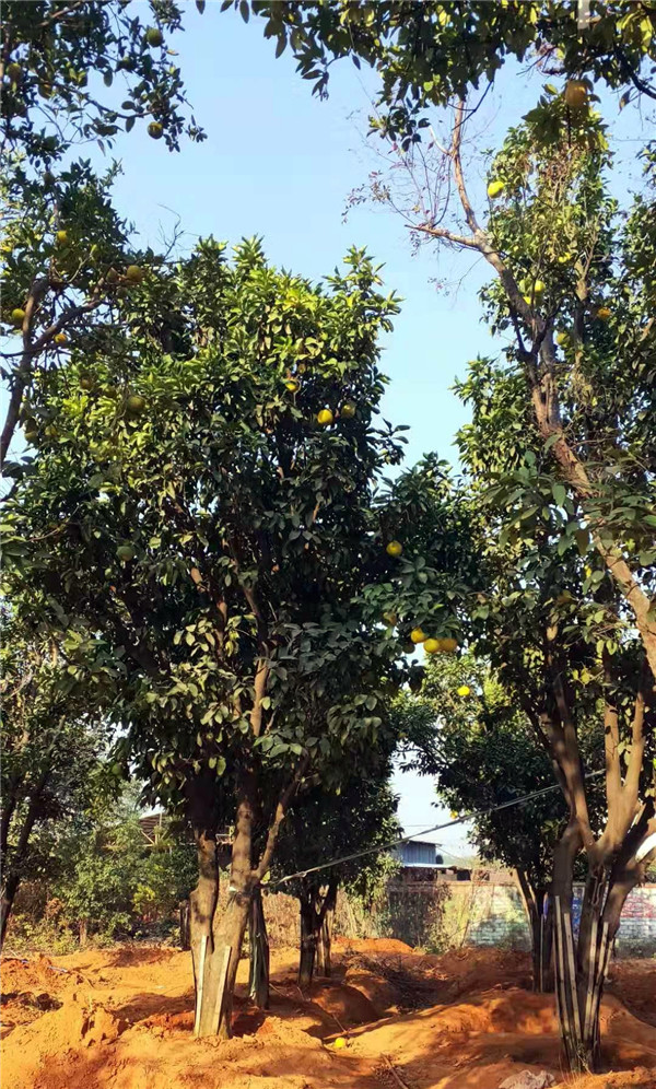 柚子樹圖片 柚子樹圖片