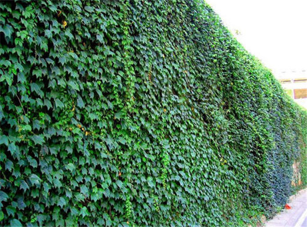 扶芳藤圖片 扶芳藤圖片