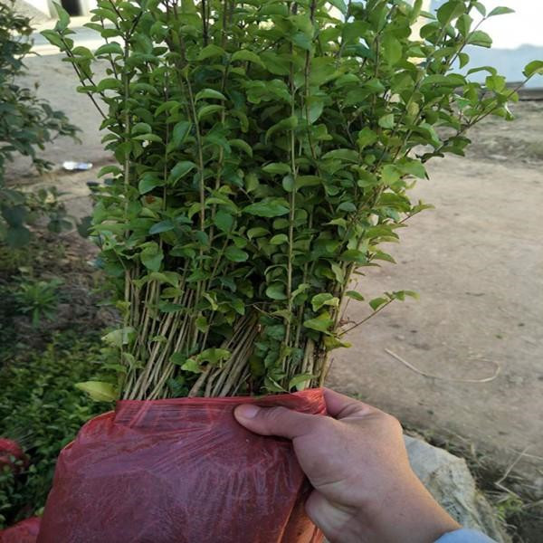 小葉女貞圖片 小葉女貞圖片