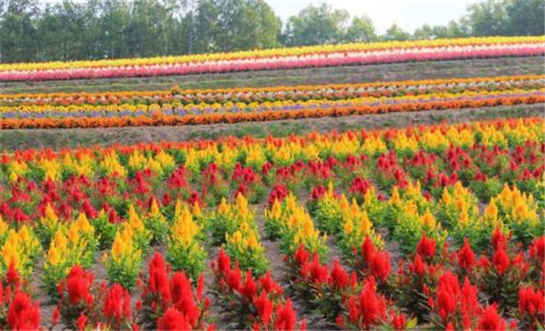 雞冠花圖片 雞冠花圖片