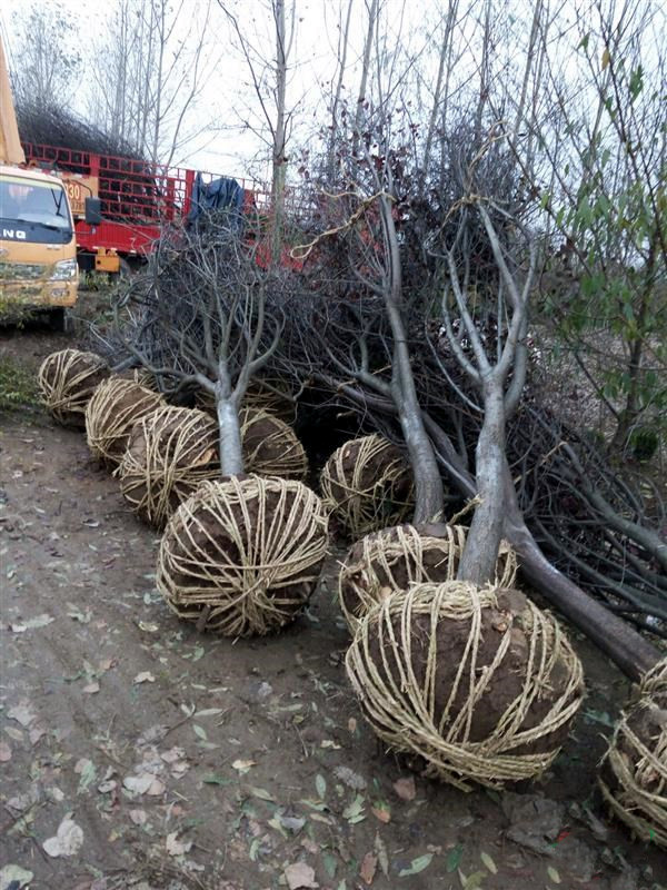 紫葉李圖片 紫葉李圖片