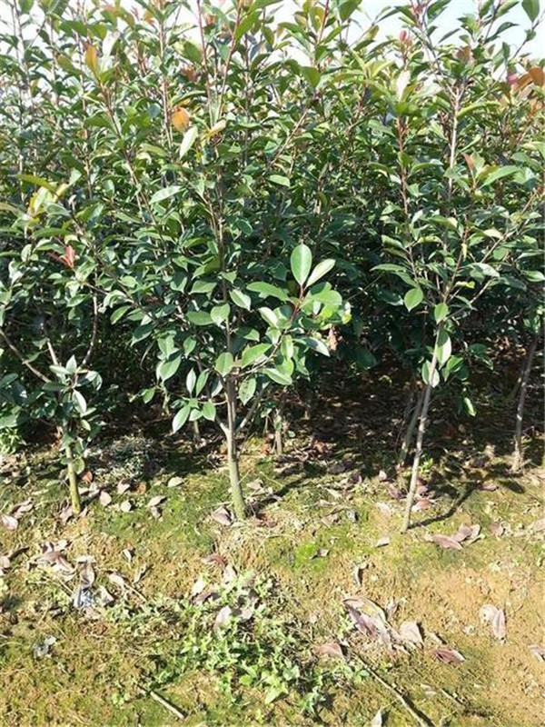 大葉冬青圖片 大葉冬青圖片